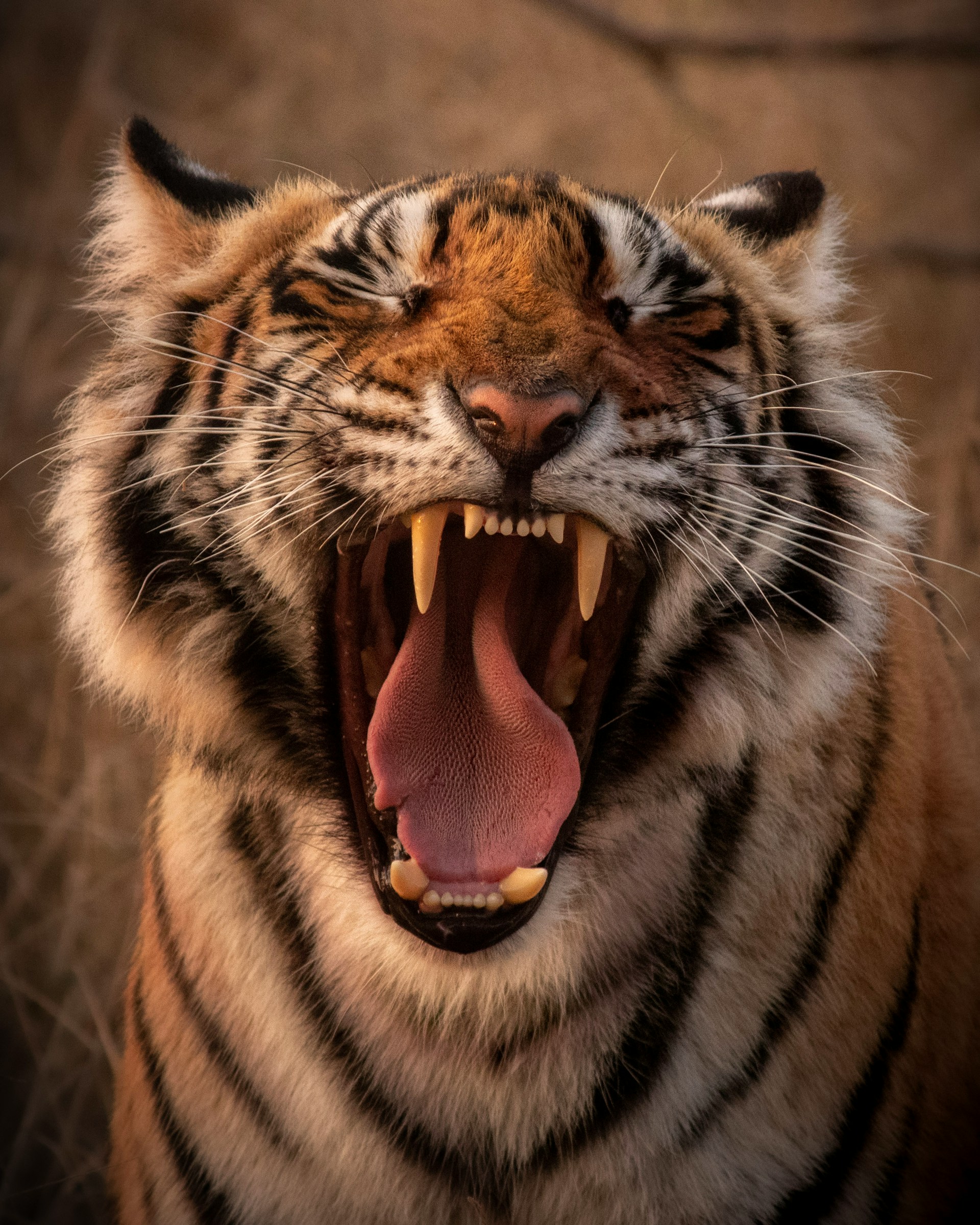 Panna Tiger Reserve