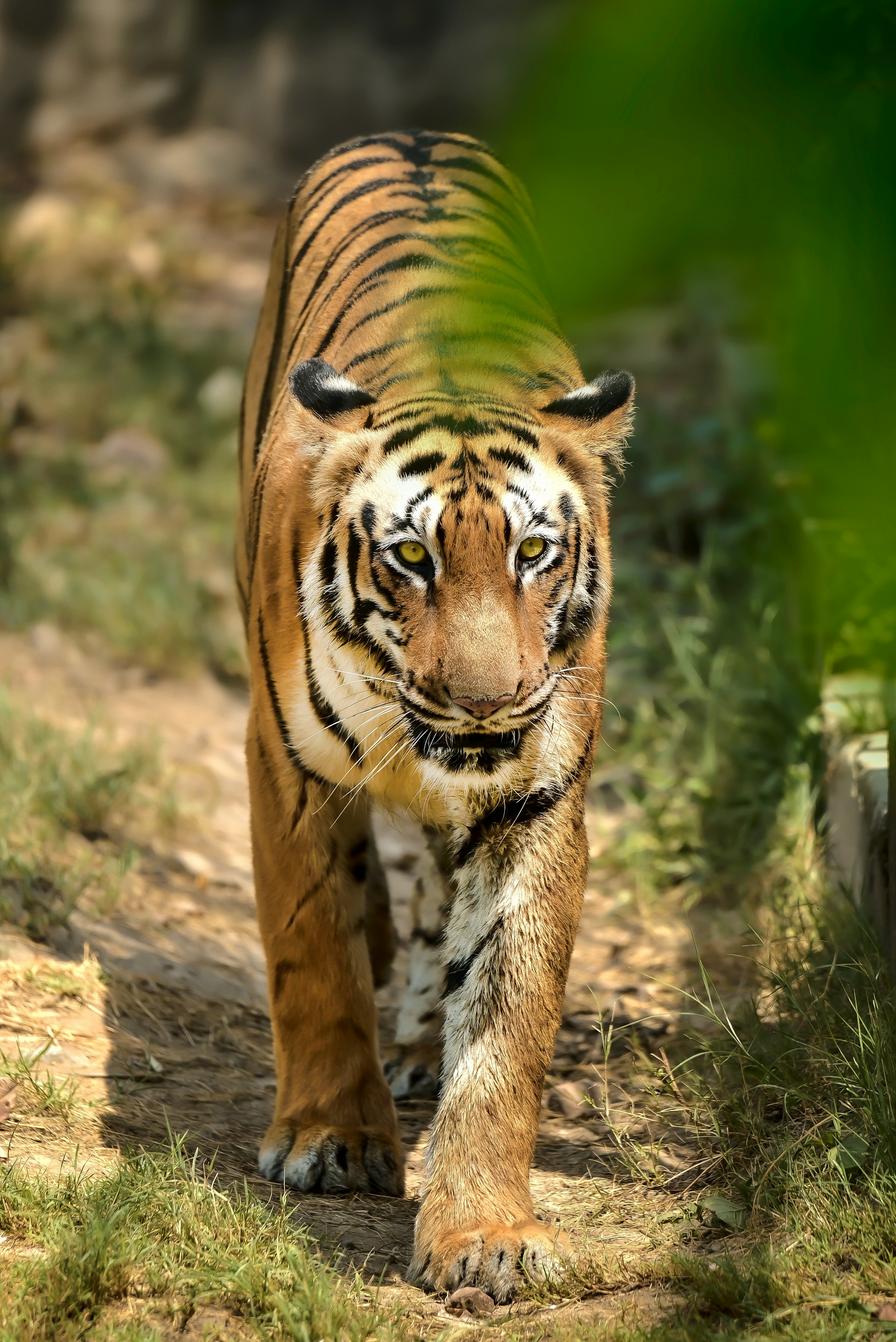 Panna Safari Online