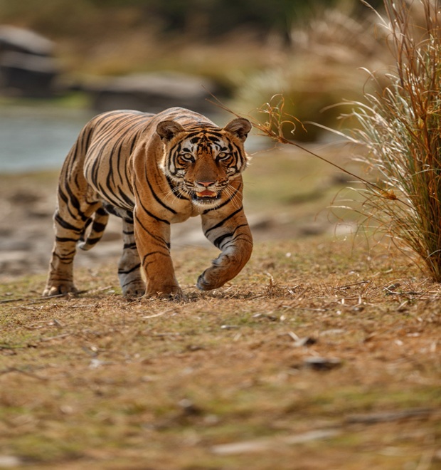 Panna Safari Online
