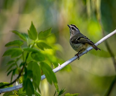 Bird Watching